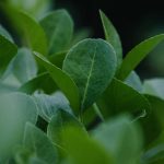 Eco Friendly Cleanser Is Green Tea: 7 Proven Ways to Avoid Skin Irritation
