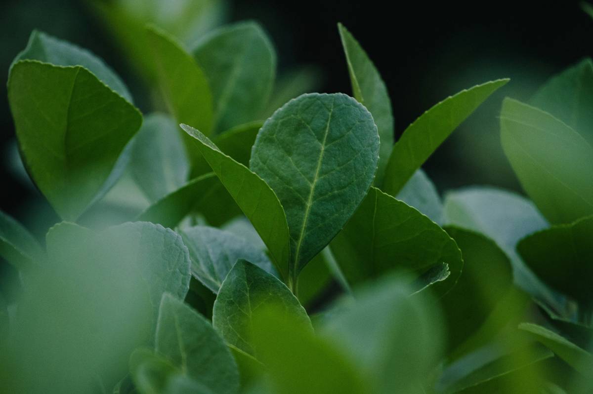 Eco Friendly Cleanser Is Green Tea: 7 Proven Ways to Avoid Skin Irritation